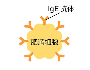 lgE抗体がくっついた肥満細胞