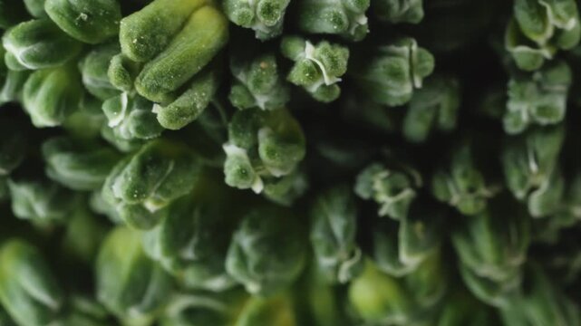 Broccoli vegetable extreme macro close up with a rotating camera motion stock footage