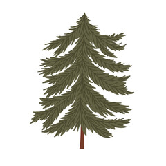 Evergreen pine tree illustration. Simple evergreen pine tree illustration for winter nature, forest and holiday background designs. Vector hand drawn illustration.