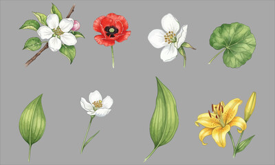 Assorted Botanical Illustrations of Flowers and Leaves