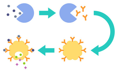 アレルギー発症のしくみ　花粉症のメカニズム