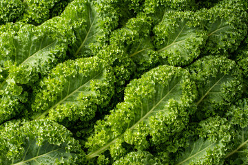 Fresh Curly Kale with Water Droplets Full Frame Background