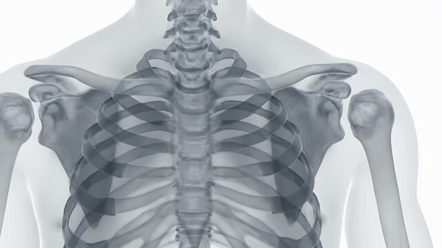 Detailed 3D Render of Human Torso Skeleton Structure on White Background for Medical Illustration and Anatomical Study
