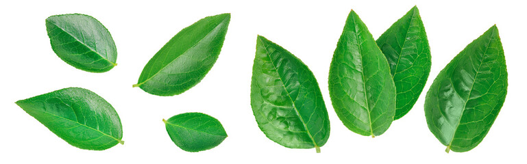 Obraz premium Bilberry or blueberry leaf isolated on white background with full depth of field. Top view. Flat lay