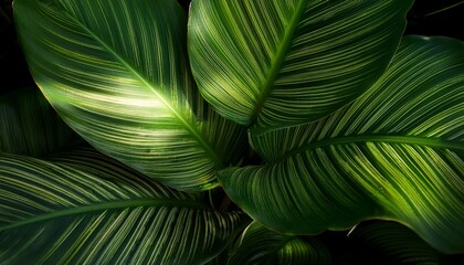 lush green tropical leaves vibrant textures sunlight dappled shadows tropical macro