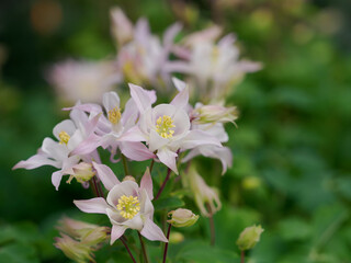 春の花壇の愛らしいセイヨウオダマキ