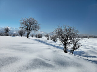 Obraz premium Serene winter landscape with snow-covered ground, bare trees, and distant mountains under a clear blue sky in peaceful nature. 📍Marivan, Kurdistan 