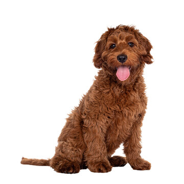 Cute red Cobberdog puppy, sitting side ways. Looking curious towards camera. isolated cutout on transparent background.  Tongue out.