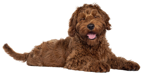 Cute red Cobberdog puppy, laying down side ways. Head turned towards camera. Isolated cutout on transparent background.  Eyes shut and tongue out. © Nynke