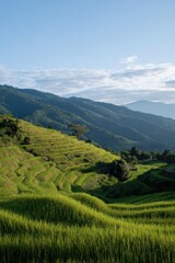 Vibrant green rice terraces under clear blue sky in mountainous landscape