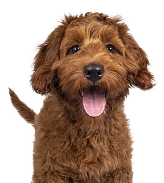 Funny head shot of cute red Cobberdog puppy, standing facing front. Looking curious towards camera. Isolated cutout on transparent background. Tongue out.