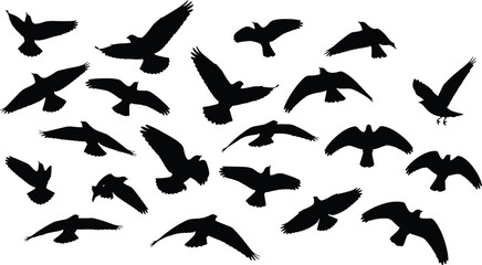 Flying, birds, silhouettes, collection, wings, spread, wildlife, nature, freedom, flock, black, isolated, white, background, animal, illustration, vector, set, motion, sky