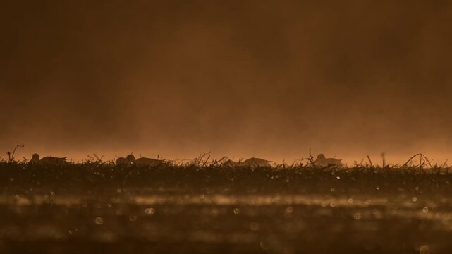 Flock ducks wade through misty wetland at sunrise showing calm movement balance and peaceful waterfowl behavior
