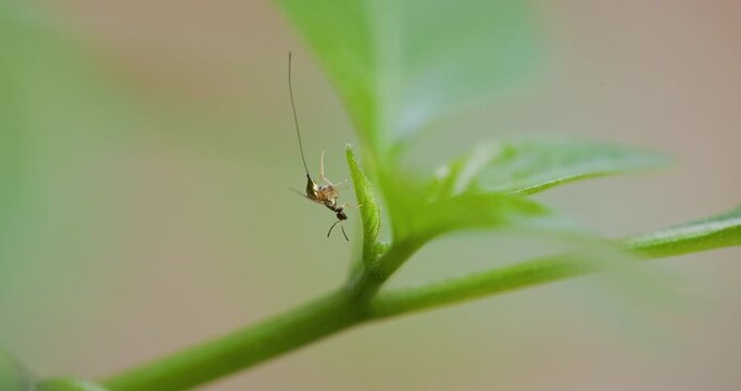 Macro of a little metallic wasp meticulously cleaning its long ovipositor on a vibrant leaf at dawn.