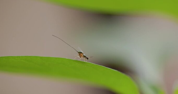 A Tiny Iridescent wasp with long ovipositor grooms itself on a bright leaf in the golden morning light.