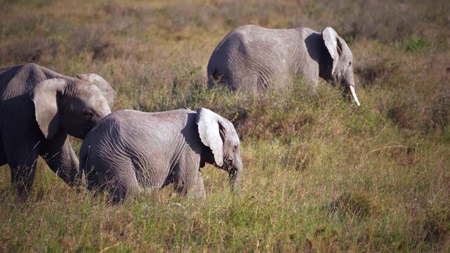 An African elephant family standing together on the savanna in Tanzania. Peaceful safari wildlife scene showing adults and calves bonding in their natural grassland habitat.