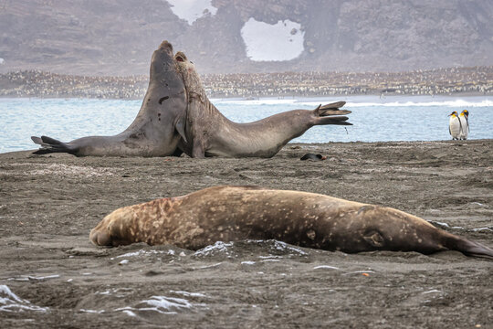 Southern Elephant Seals (Mirounga leonina), and King Penguins (Aptenodytes patagonicus), St. Andrew's Bay, South Georgia, South Atlantic