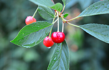 a close up of Ripe Red Cherries on a Branch with Dew Drops copy space