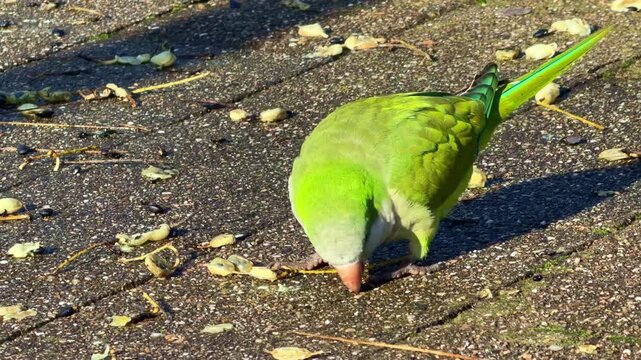 Close-up of Green Monk parakeet eats seeds on the ground