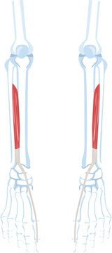 extensor hallucis longus muscle