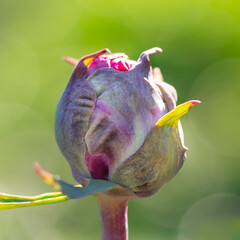 Purple Parrot Tulip Bud Opening in Spring Garden Close-Up Square Format