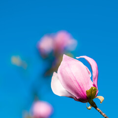 Pink Magnolia Flower Blooming Against Blue Sky Square Spring Photography