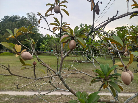 Sapodilla tree featuring oval brown fruits and green foliage in a grassy park setting under a soft sky. Ideal for botanical guides or tropical agriculture articles.