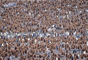 Colony of King Penguins and chicks at sunrise (Aptenodytes patagonicus), St Andrew's Bay, South Georgia