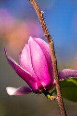 Pink Magnolia Flower Blooming on Branch Against Colorful Bokeh Background