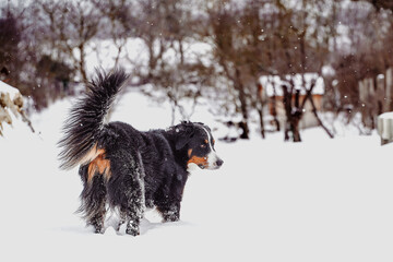 Bernese Mountain Dog in snowy big garden 