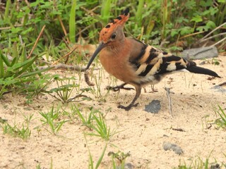 Hoopoe © Charlie
