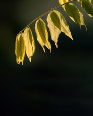 Backlit green leaves hanging from branch with dark bokeh background