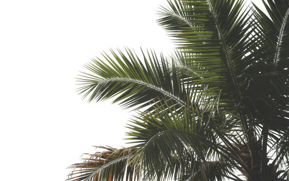 Close up of lush green palm fronds against a dark background isolated on transparent background