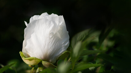 White peony bud close up in garden with dark background and copy space