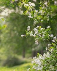 White spring blossoms on branch with soft green bokeh and copy space