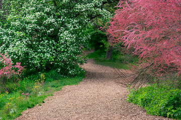 Spring garden path with pink and white flowering trees