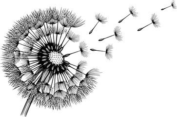 Obraz premium Blowball dandelion seed head for nature dispersal and delicate botanical growth cycle – Black and White Vector Illustration