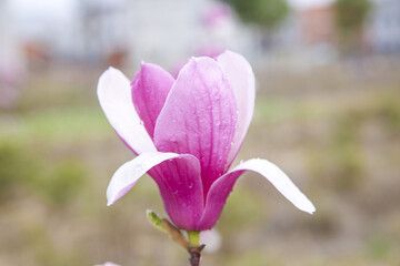 Pink and White Magnolia Flower Blooming in Spring Garden