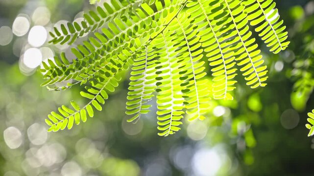 Backlit Fern Leaves with Sunlight and Bokeh