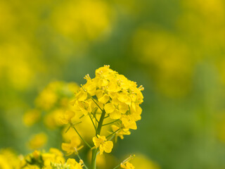 春の原の菜の花