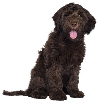 Adorable dark brown Cobberdog aka Labradoodle pup, sitting side ways with tongue out. Looking towards camera. Isolated cutout on transparent background.