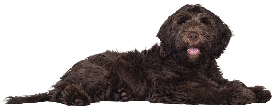 Adorable dark brown Cobberdog aka Labradoodle pup, laying down side ways with mouth open. Looking towards camera. Isolated cutout on transparent background.