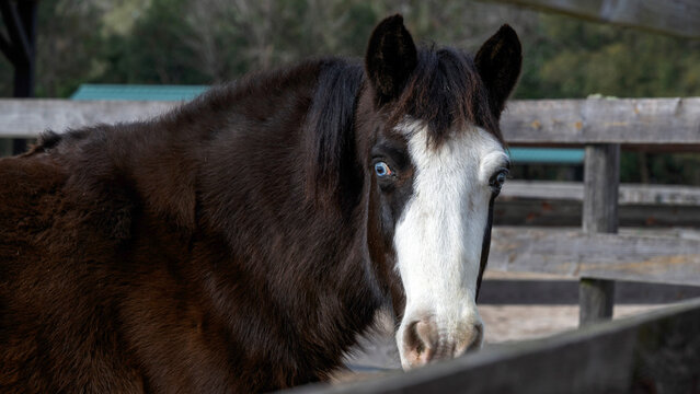 A dark horse with beautiful eyes