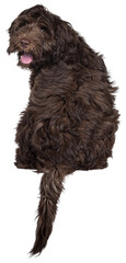 Adorable dark brown Cobberdog aka Labradoodle pup, sitting backwards on edge with tail hanging down. Looking over shoulder towards camera. Isolated cutout on transparent background.