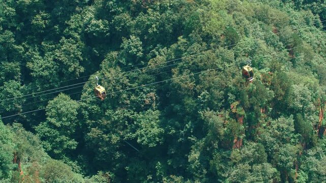 Zip-lining Over Dense Forest Canopy - Aerial Adventure View