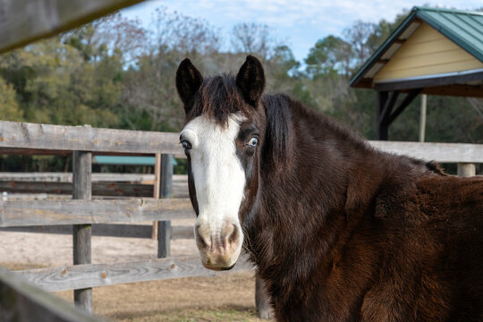 A dark horse with beautiful eyes