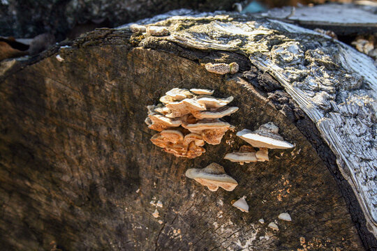 Close-up of shelf mushrooms on a cut log with weathered bark. Forest decay, wood texture and natural decomposition concept.