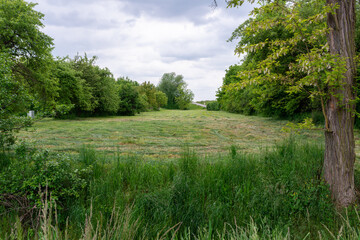 Obraz premium Wide view of a freshly cut hay meadow with visible mowing lines, framed by leafy deciduous trees and tall grass in the foreground. Peaceful rural scene suitable for agriculture, land