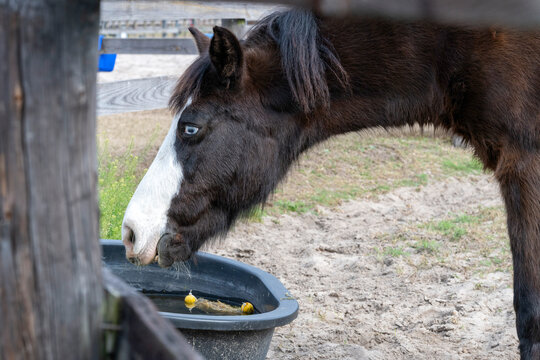 A beautiful horse drinking water