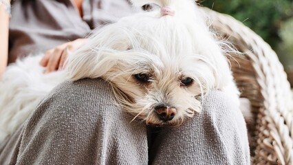 Melancholic White Long-Haired Dog Lying Down on Person's Knees in Garden Setting